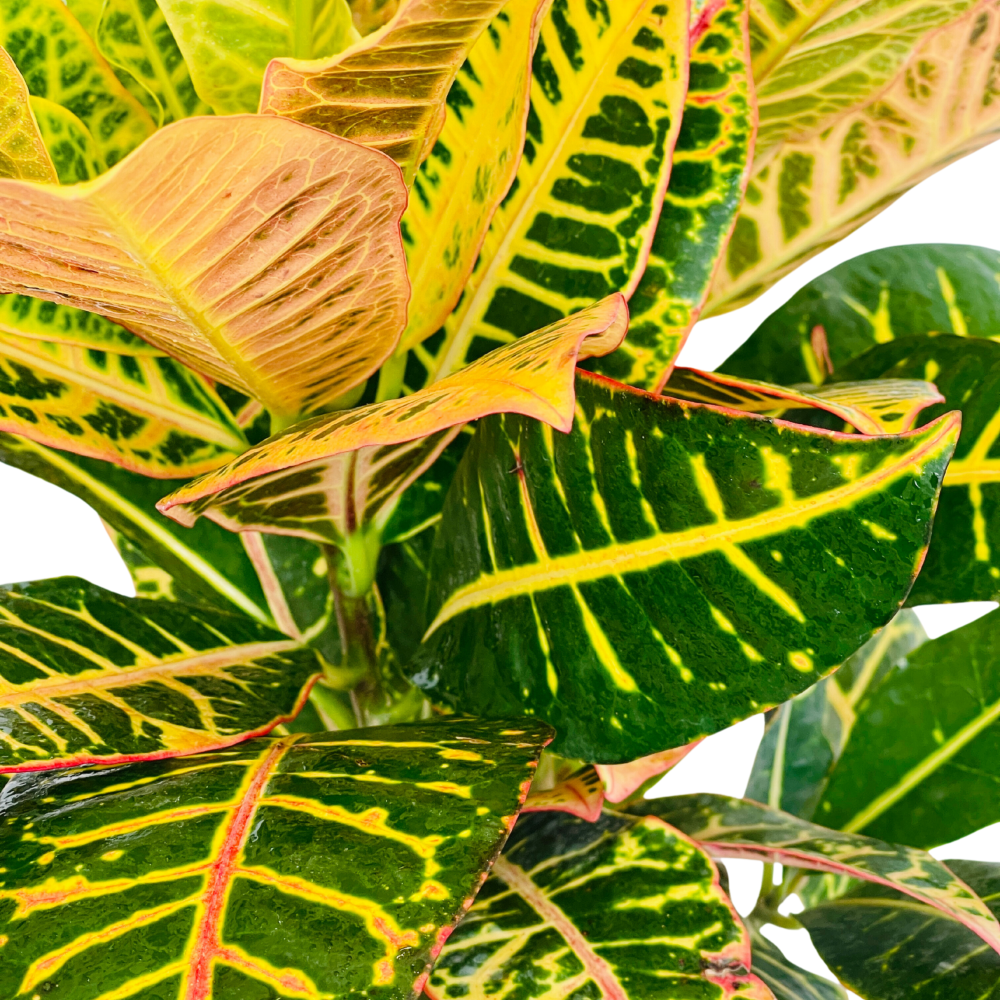 Online Plant Delivery Riyadh Plant Delivery Riyadh Send Plants